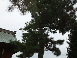 写真画像：神社にある松の木