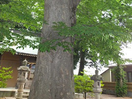 写真画像：神社にある木