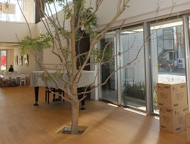 写真画像：室内に植えられた木