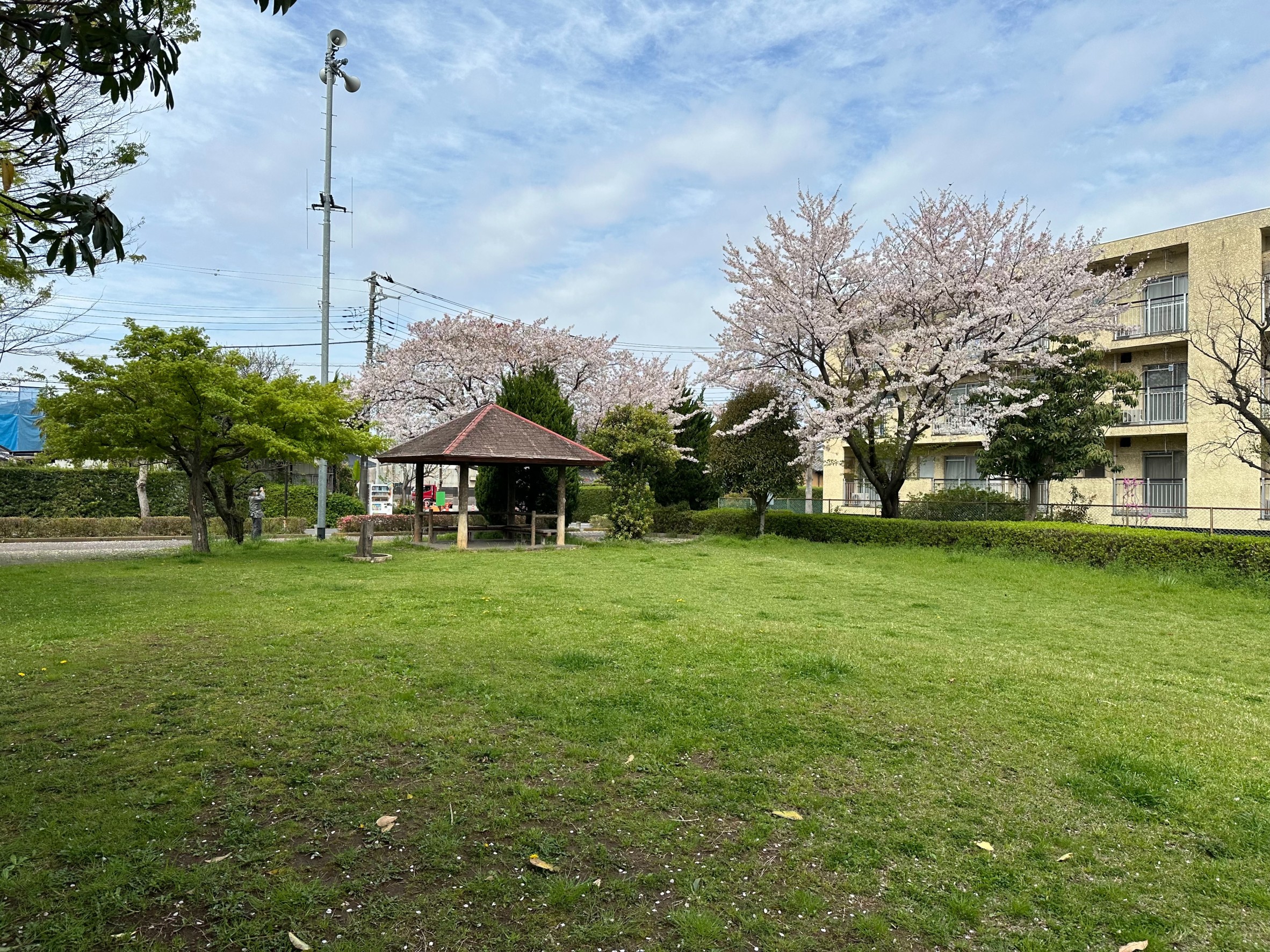 写真画像：公園の桜の花